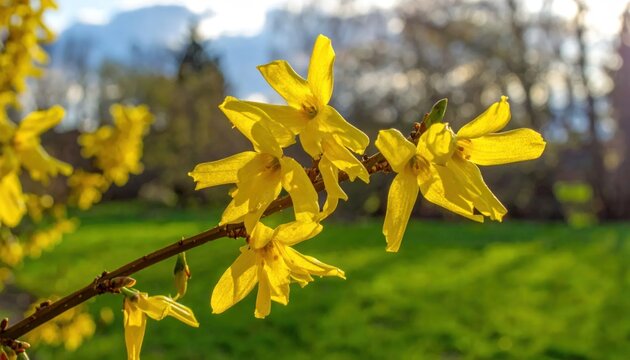 Vibrant Forsythia Flowers Bloom in Spring Sunlight.