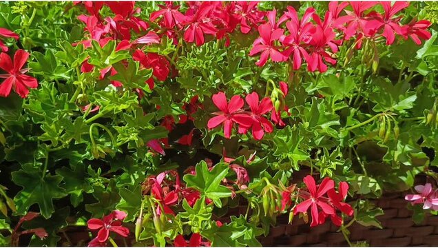 Bright red geranium flowers in a garden pot next to an outdoor cafe. The concept of summer street decoration