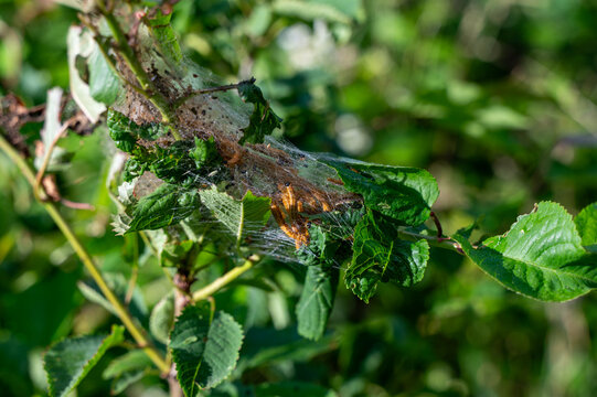 Web-spinning sawfly larvae in their web