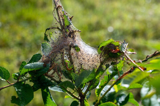 Web-spinning sawfly larvae in their web