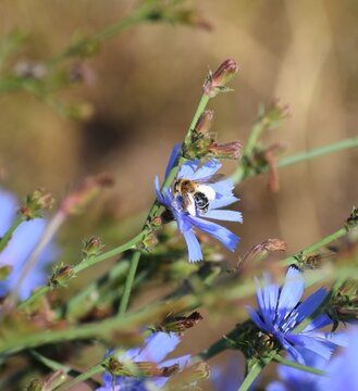 Chicory mining bee on Chicory