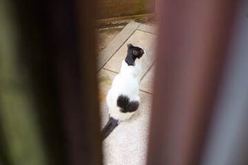 Cat Sitting Viewed Through Wooden Gap © Kosuke Miyoshi