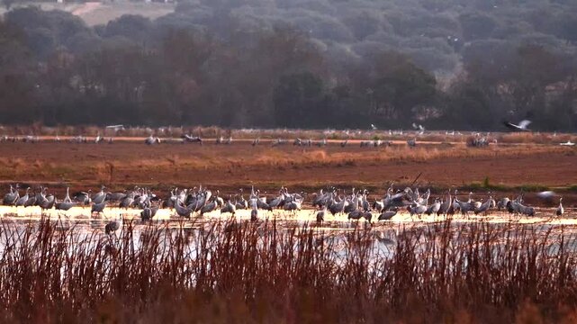 common cranes, Grus grus, in early morning in Extremadura, Spain 587
