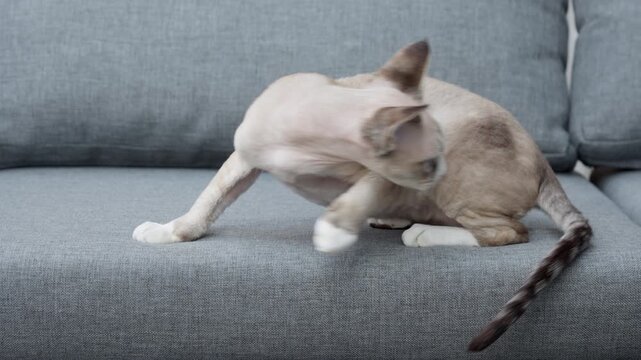 A purebred Devon Rex cat lies resting on a comfortable gray sofa in a living room. This pedigree feline has soft wavy beige fur, large ears, and blue eyes in a cozy indoor home setting.