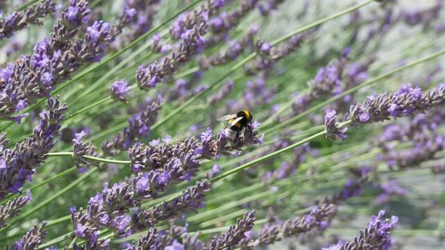 A bumblebee collects nectar from blooming purple lavender flowers in a sunny garden field. Natural insect pollination provides organic ingredients for essential oils and herbal cosmetics.