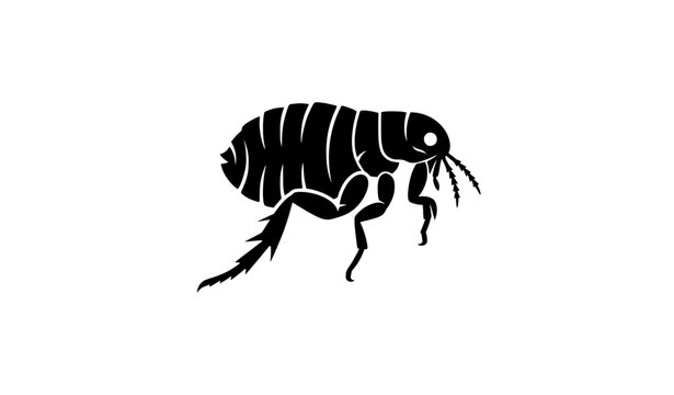 Flea Insect Glyph Icon Black Vector Illustration