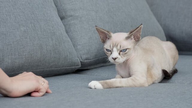 A Devon Rex kitten ignores an outstretched hand on a gray sofa in a living room. The blue eyed pet turns away and displays indifference, boredom, and independence in a cozy home setting.