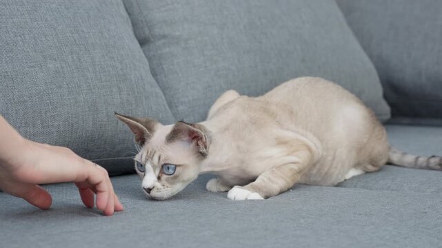 A cute Devon Rex kitten sniffs a finger and touches a hand on a comfortable gray sofa in a living room. The blue eyed pet shows trust and bonding with an owner in a cozy indoor home setting.