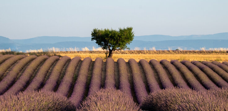 Fragrant Purple Blooming Lavender Growing in Fields on the Valensole Plateau, Provence, France