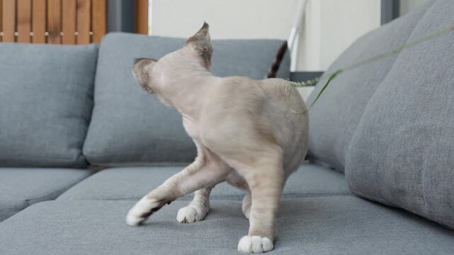 A playful Devon Rex kitten chases and bites a blade of grass on a gray sofa in a living room. The blue eyed pet displays agility, high energy, and hunting instinct in a cozy home setting.