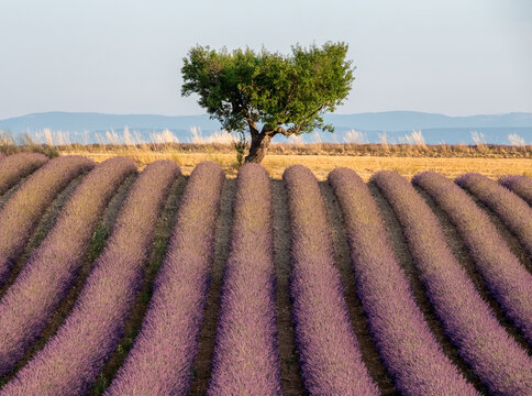 Rows of fragrant purple lavender flowers growing in the Valensole region of Provence, south of France. Iconic tree in distance on the horizon. Photographed in the early evening in golden hour.