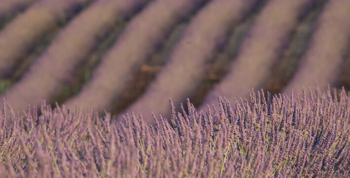 Fragrant Purple Blooming Lavender Growing in Fields on the Valensole Plateau, Provence, France