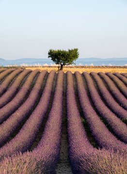 Rows of fragrant purple lavender flowers growing in the Valensole region of Provence, south of France. Iconic tree in distance on the horizon. Photographed in the early evening in golden hour.