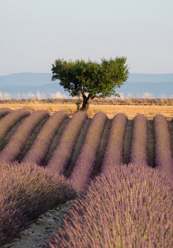 Rows of fragrant purple lavender flowers growing in the Valensole region of Provence, south of France. Iconic tree in distance on the horizon. Photographed in the early evening in golden hour.