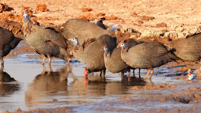 flock of helmeted guinea fowls, Numida meleagris, at waterhole, close 659
