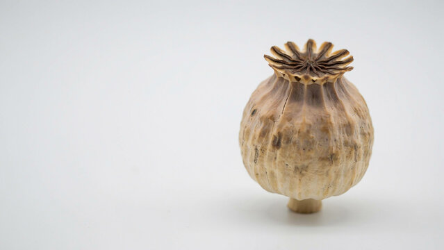 A dried poppy seed head with a distinctive star-shaped crown rests on a stark white backdrop