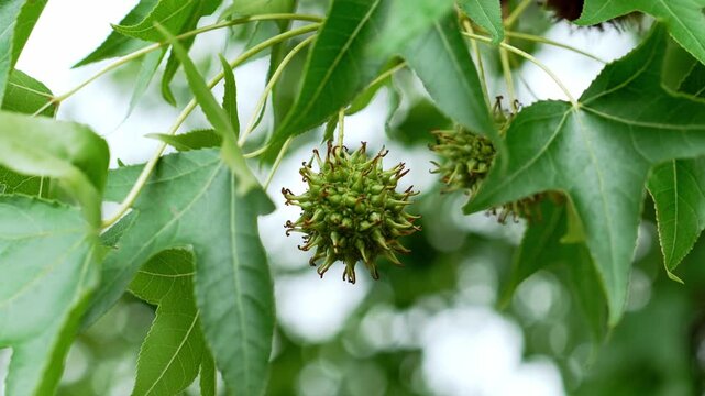 Close-up view of a spiky green seed capsule (gumball) hanging among star-shaped leaves of Liquidambar styraciflua tree outdoors in natural light