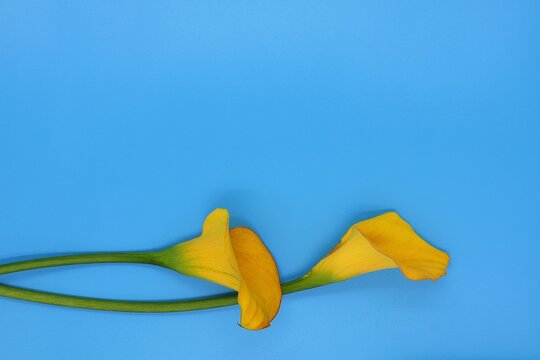 Two yellow calla lilies isolated on a blue background. Greeting card with copy space.

