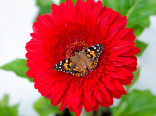 Macro of a Painted Lady butterfly (vanessa cardui) feeding on a red giant gerbera flower. © Corry Anne