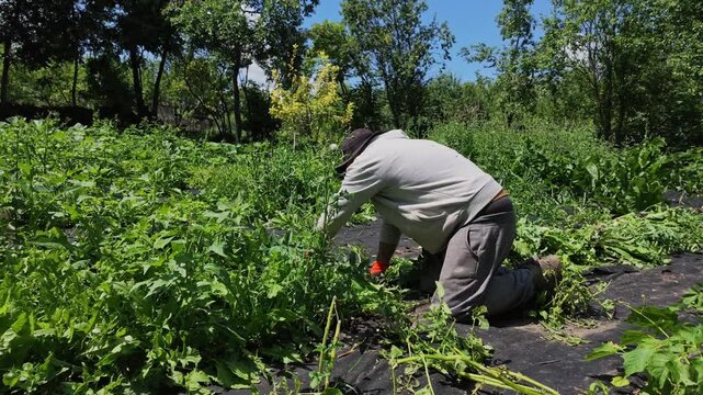 Man With Sun Hat Pulls Weeds in Slow Motion Garden Scene Today