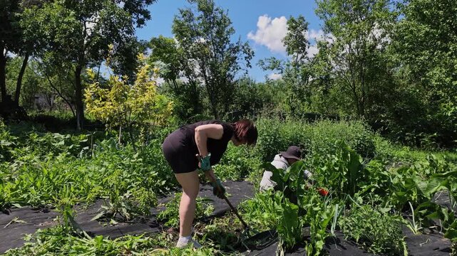 Slow Motion Clip of Couple Working in Green Garden Removing Weeds