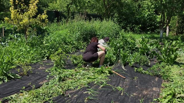 Man and Woman Pulling Weeds Together in Green Summer Garden Today