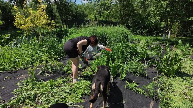 Slow Motion of Man and Woman Pulling Weeds in Summer Garden Today