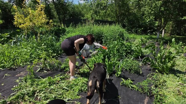 Couple Weeding Garden Together Filmed in Slow Motion Outdoors