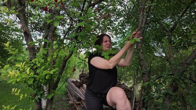 Slow Motion Scene of Woman Plucking Cherries From a Garden Tree