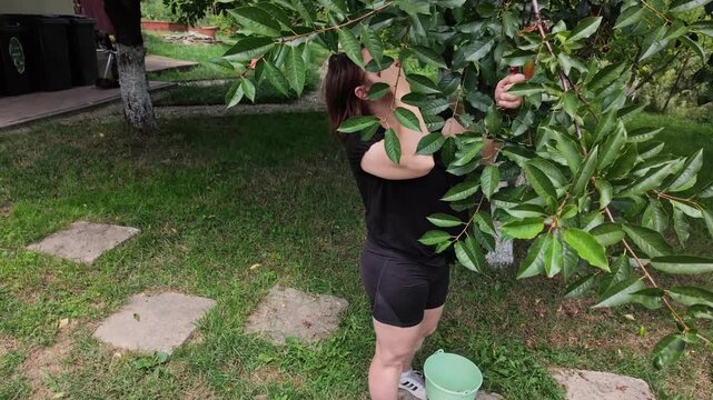 Woman Picking Cherries From Tree in Slow Motion Summer Garden Scene