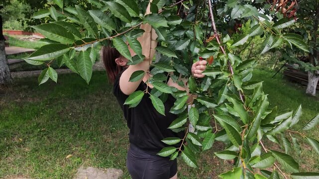 Slow Motion Shot of Woman Harvesting Ripe Cherries in Summer Garden