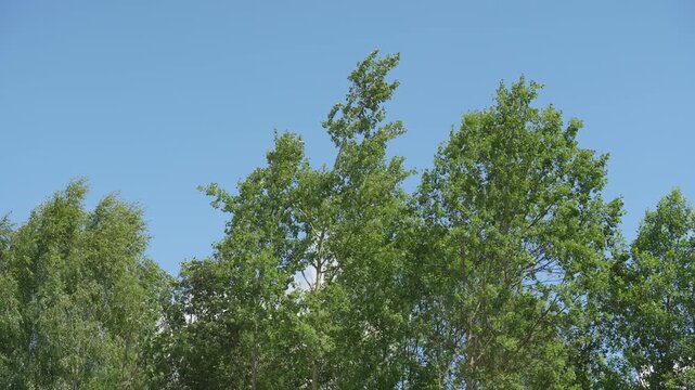 Looking up trees blowing in the wind with blue sky. The branches of the deciduous tree sway in the wind breeze. 
