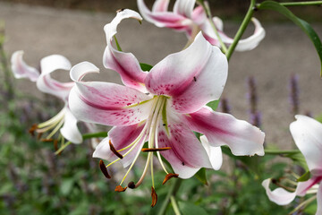 Close Up einer schönen  Lilienblüte © Thomas