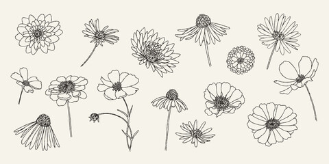 Floral line art collection. Vector set of hand drawn blooming flowers, chamomile, chrysanthemum, and zinnia elements. Minimalist botanical outline illustration for greeting card, wedding  © Anna Volkova