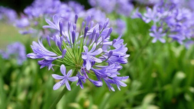Umbel inflorescence of Agapanthus africanus or African lily. Violet-blue flowers with long pedicels and emerging buds