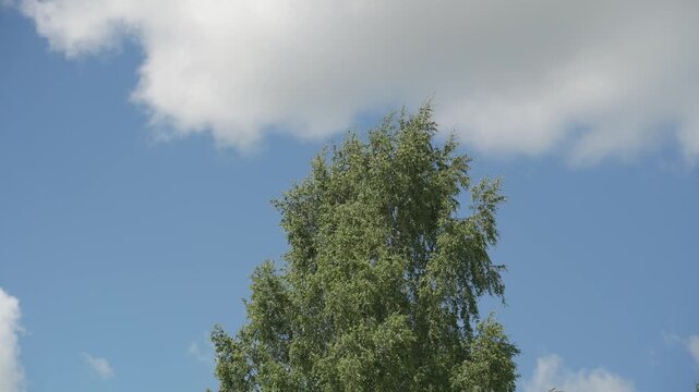 Looking up trees blowing in the wind with blue sky. The branches of the deciduous tree sway in the wind breeze. 