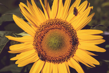 Naklejka premium Sunflower with bee in the garden. Vintage style toned picture