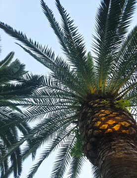 Palm tree viewed from below against bright sky, tropical travel background