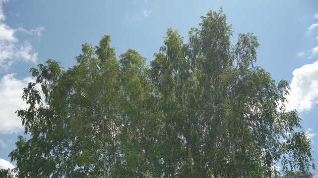 Looking up trees blowing in the wind with blue sky. The branches of the deciduous tree sway in the wind breeze. 