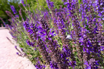 Obraz premium Blooming Lavender in Summer 