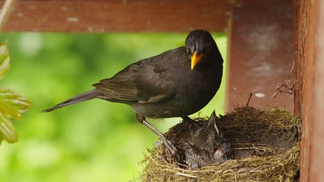 Male common blackbird stands on the rim of a nest, turns its head toward the camera, then flies away. One chick is visible from behind, another is partly hidden. Summer daylight.