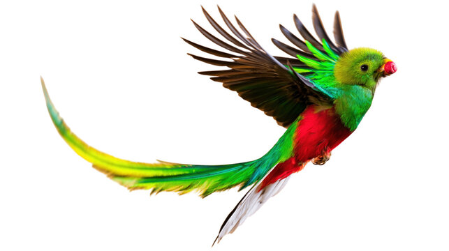 Flying Green Quetzal With Long Tail
