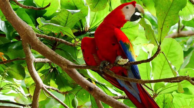 scarlet macaw sitting in wild almond tree, eating almonds, close 439
