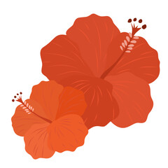 Vector illustration of two exotic hibiscus flowers. Tropical floral element in red and orange colors for summer card, sticker, and logo design. © Vita Monart