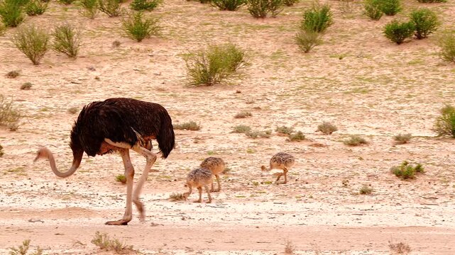ostrich female, Struthio camelus, with chicks in Kalahari desert, pecking for food 059 
