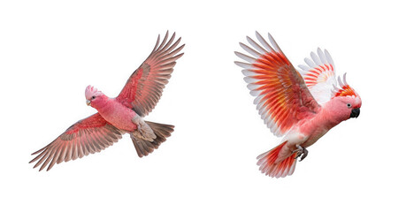Fototapeta premium Two galah cockatoos in flight isolated on transparent background