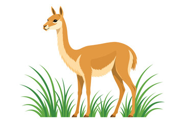Wild Brown Vicuna Standing In Green Grass © Ismail Hossain