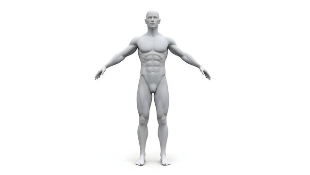 Gray Full Body Human Anatomy Model in T-Pose for Medical Education and Digital Sculpting Reference
