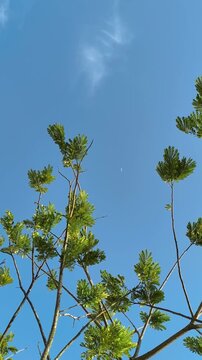 Tree branches against clear blue sky with crescent moon during daytime