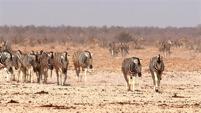 big herds of plains zebras, Equus quagga, walk one after the other to the water hole 140
